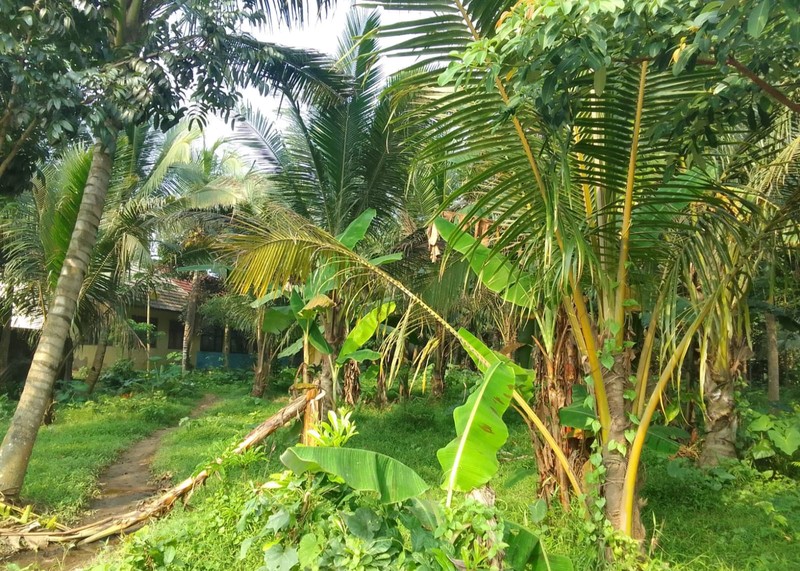 Kavling Siap Bangun Di Jl Jelajat, Pamarasan, Desa Damping Serang Banten