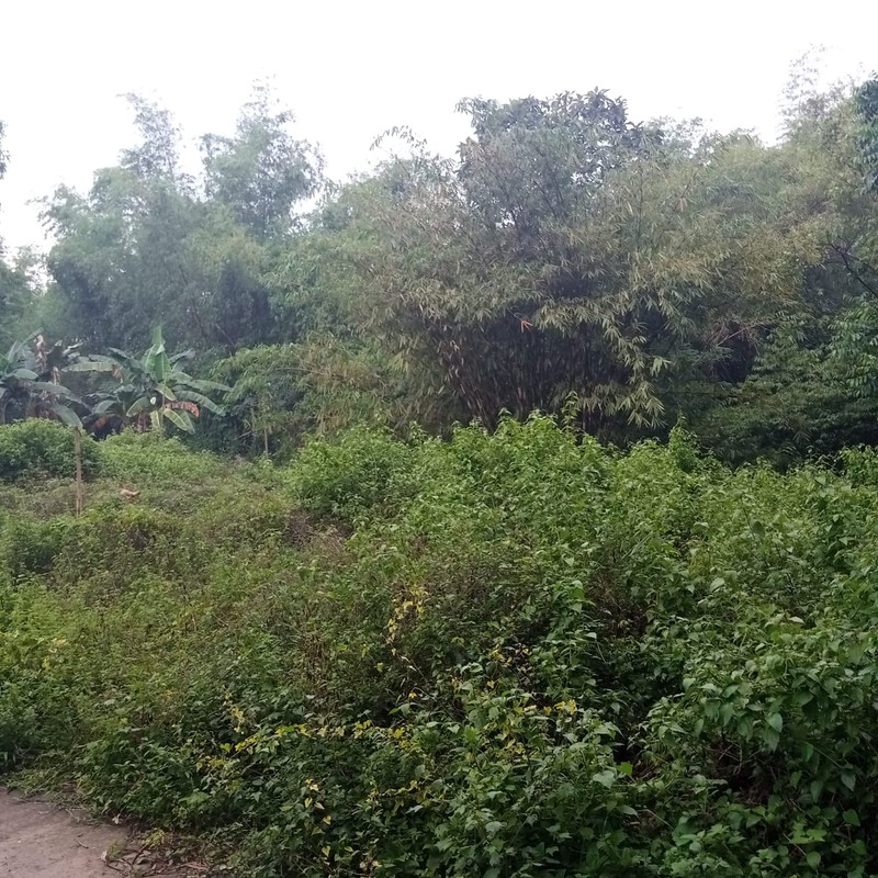 Tanah Pekarangan Hook Luas 1.363 Meter Persegi Di Sentra Berbah, Sleman