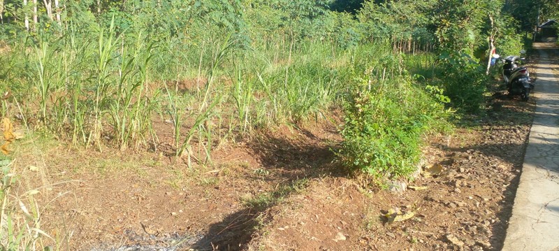 Jual Tanah Pekarangan Luas 1.777 Meter Persegi Pinggir Jalan Utama Karangmojo, Dekat Goa Pindul