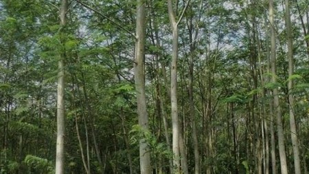 kebun jati dan sengon 1,4 ha di way kanan