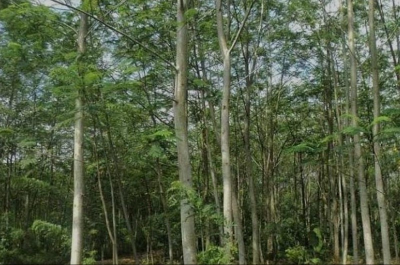 kebun jati dan sengon 1,4 ha di way kanan