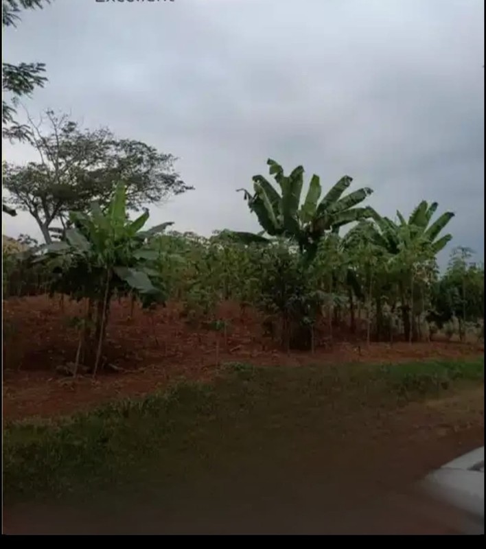 Kavling Siap Bangun Di Cluster Lembah Padi Utama Kemang Bogor