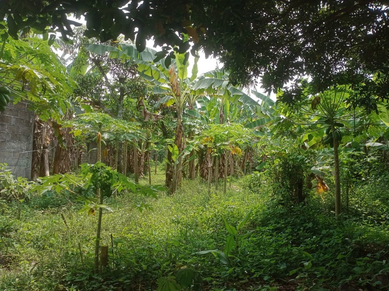 Jual Tanah Pekarangan Strategis di Rejowinangun Utara, Hanya 400 Meter dari Jalan Raya Utama