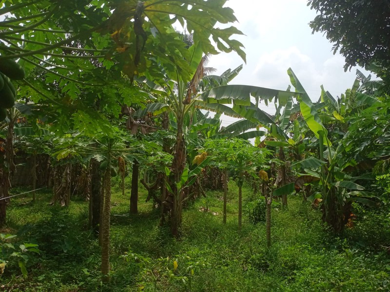 Jual Tanah Pekarangan Strategis di Rejowinangun Utara, Hanya 400 Meter dari Jalan Raya Utama