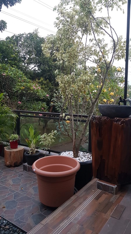 Rumah Luas 2 Lantai Dalam Komplek Asri dan Strategis di Cirendeu