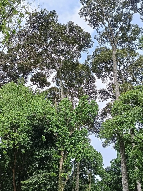 Villa Dekat Rancamaya Estate (Di dalam kebun buah & tanaman langka)