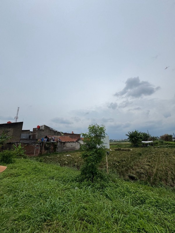 Tanah Cocok Untuk Sawah atau Perkebunan di Mengger