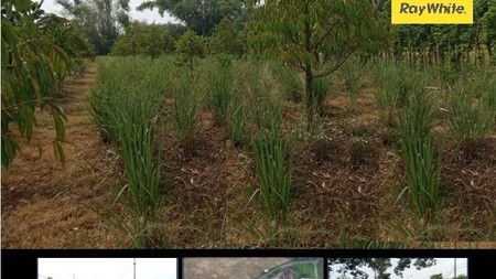 Dijual Aset Lelang Tanah Di Dusun Gus Nur Dlangu Mojokerto