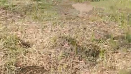 Kavling Siap Bangun Di Jl Letnan Sayuti (Dekat Setu), Wirajaya Jasinga Bogor