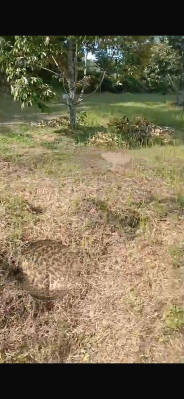 Kavling Siap Bangun Di Jl Letnan Sayuti (Dekat Setu), Wirajaya Jasinga Bogor