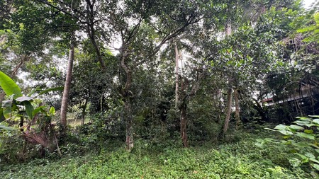 Exceptional Leasehold Land in Ubud - 19 Are Prime Land with Peaceful "Jungle View" near Ubud Center