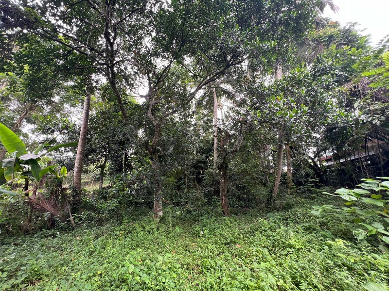 Exceptional Leasehold Land in Ubud - 19 Are Prime Land with Peaceful "Jungle View" near Ubud Center