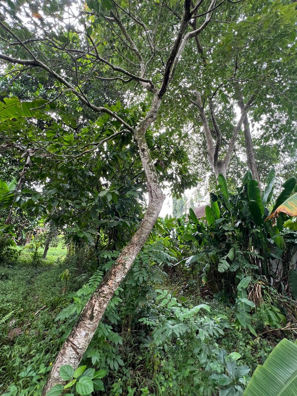 Exceptional Leasehold Land in Ubud - 19 Are Prime Land with Peaceful "Jungle View" near Ubud Center