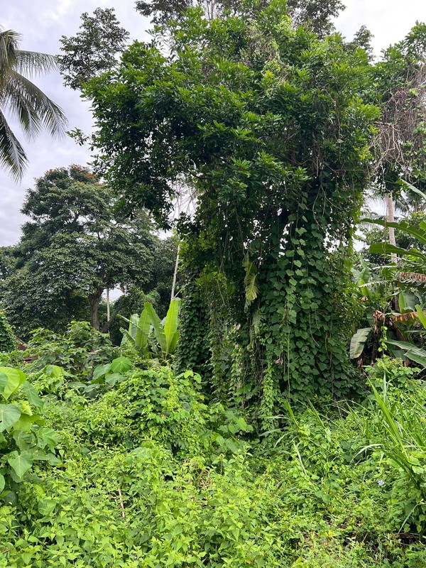 Exceptional Leasehold Land in Ubud - 19 Are Prime Land with Peaceful "Jungle View" near Ubud Center