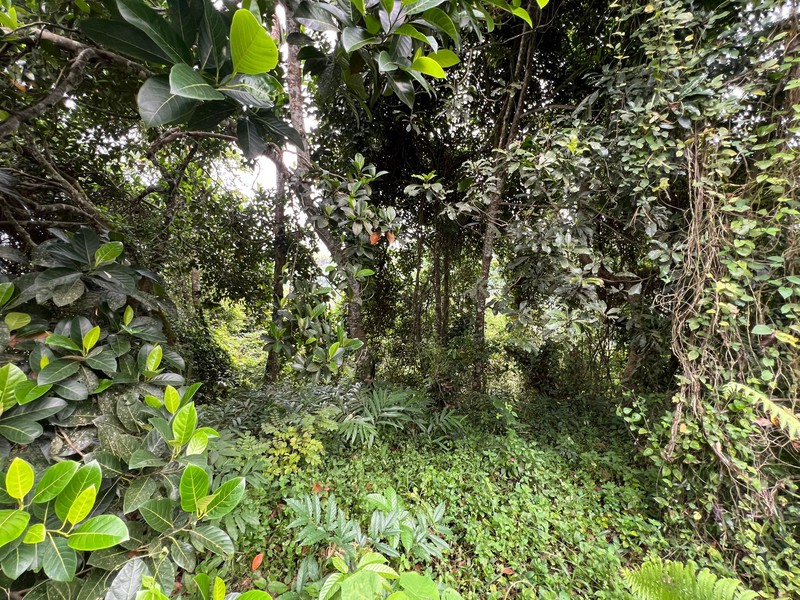 Exceptional Leasehold Land in Ubud - 19 Are Prime Land with Peaceful "Jungle View" near Ubud Center