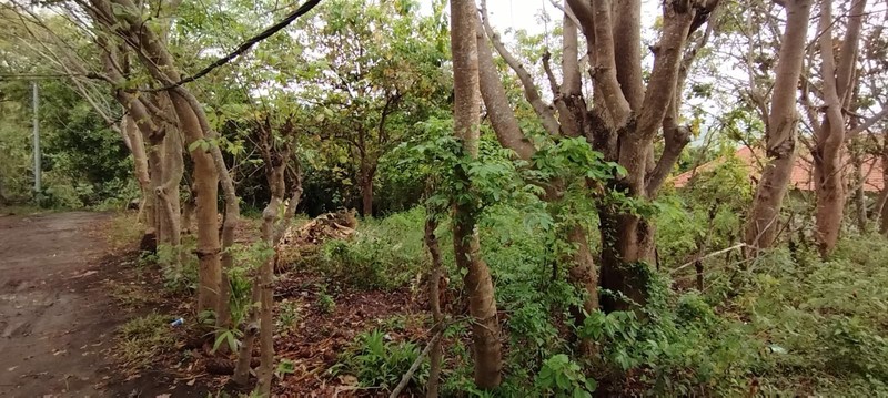 Peaceful and Strategic Location Land For Sale in Lovina