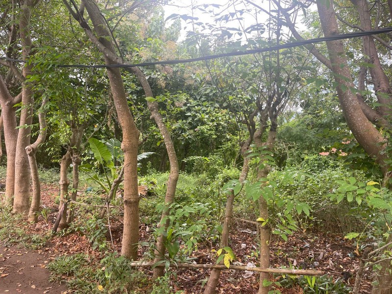 Peaceful and Strategic Location Land For Sale in Lovina