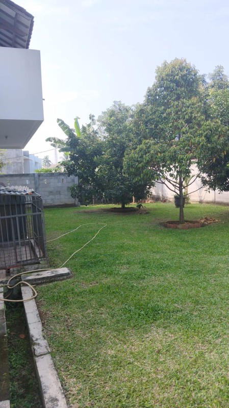 jual cepat rumah asri dikelilingi pohon buah di Pamulang Tangerang Selatan Jalan Cemara