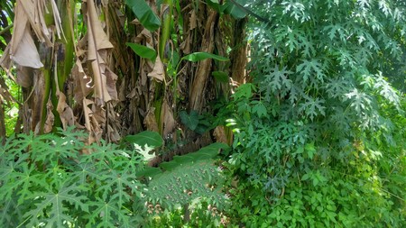 Tanah dalam kompleks Serua Ciputat, akses mudah Bintaro, BSD City