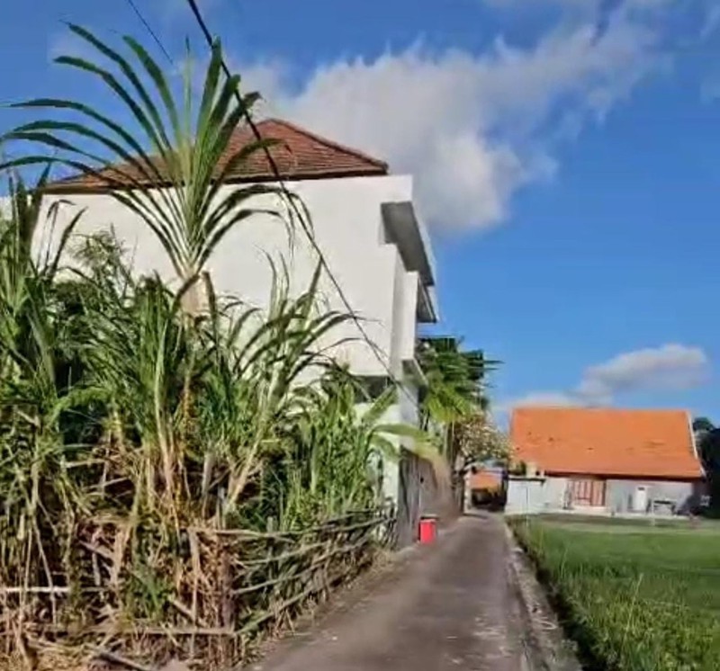 Freehold - Prime 300 sqm Residential Land with Rice Field View, Walking Distance to the Beach in Canggu, Bali