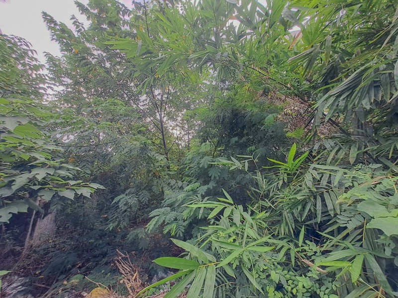 Tanah Tomang Grogol Petamburan, dekat Taman Anggrek Tanjung Duren