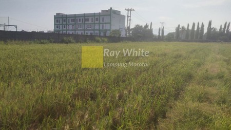 Dijual Tanah Luas 8000 di dekat Kampus UIN, Sukarame Bandar Lampung