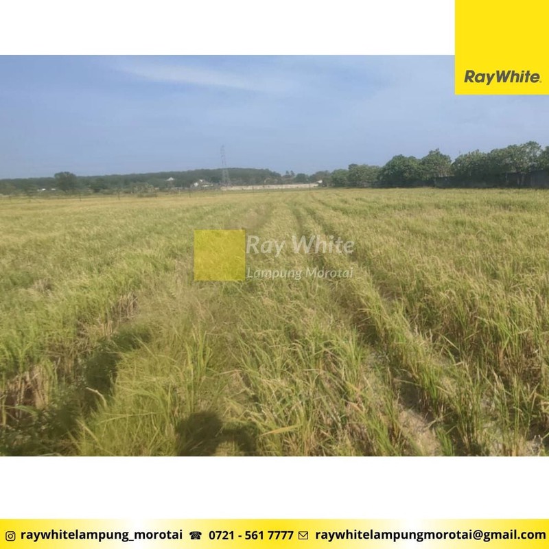 Dijual Tanah Luas 8000 di dekat Kampus UIN, Sukarame Bandar Lampung