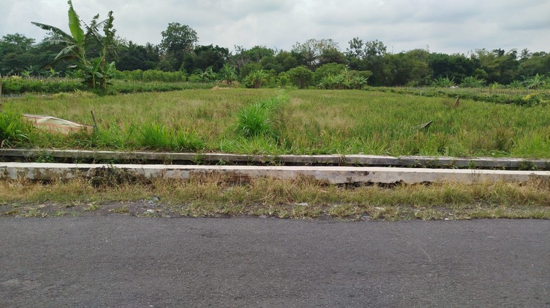 Tanah Sawah 2732 Meter Persegi di Kawasan Strategis Sleman 