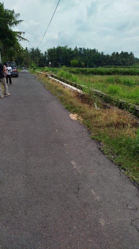 Tanah Sawah 2732 Meter Persegi di Kawasan Strategis Sleman 