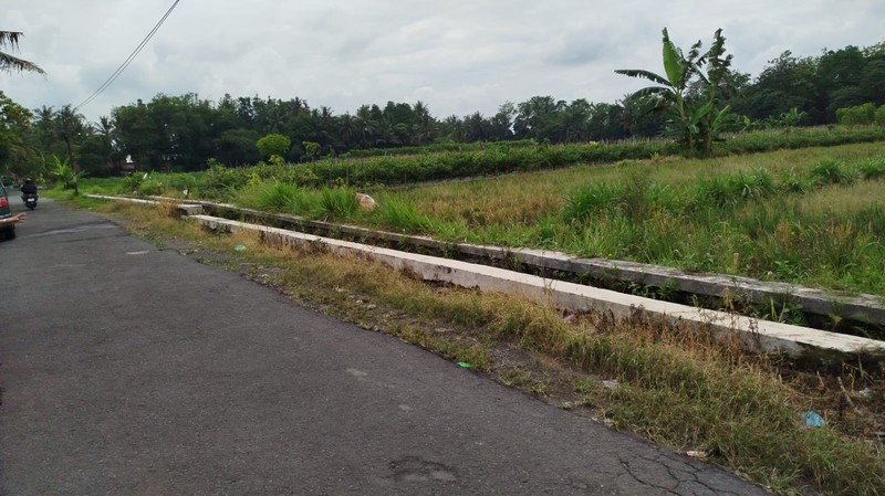 Tanah Sawah 2732 Meter Persegi di Kawasan Strategis Sleman 