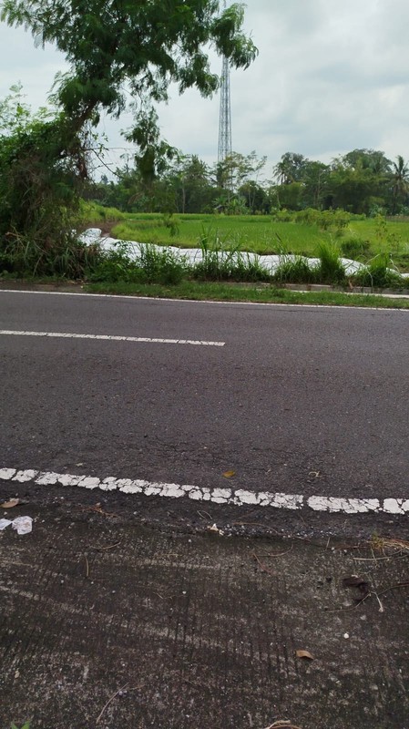 Dijual Tanah Sawah 4120 Meter Persegi Strategis di Pandowoharjo, Sleman 