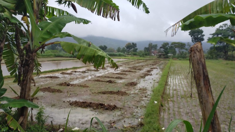 Dijual Lahan Sawah Produktif 2275 Meter Persegi di Dinginan, Prambanan Investasi Pertanian Strategis
