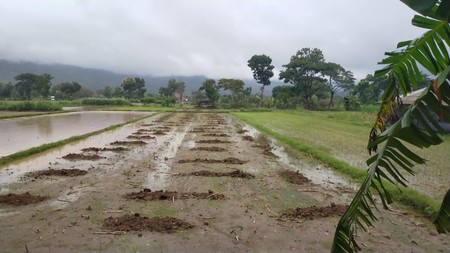 Dijual Lahan Sawah Produktif 2275 Meter Persegi di Dinginan, Prambanan Investasi Pertanian Strategis