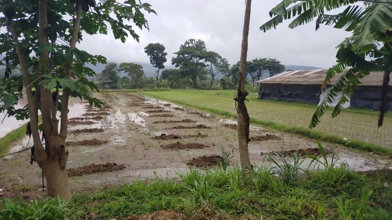 Dijual Lahan Sawah Produktif 2275 Meter Persegi di Dinginan, Prambanan Investasi Pertanian Strategis