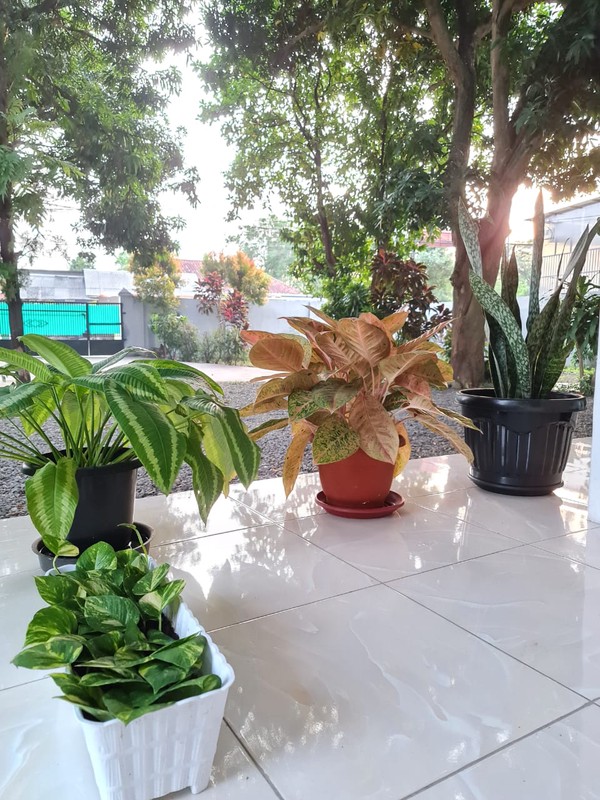 Rumah Bagus dengan Luas 2250 m2 dan Bangunan 700 m2 di Tegal, Jateng