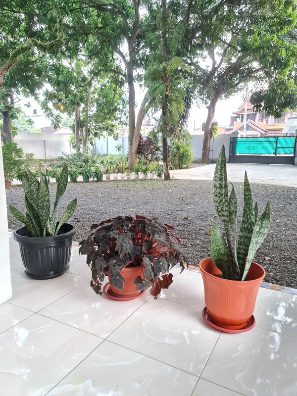 Rumah Bagus dengan Luas 2250 m2 dan Bangunan 700 m2 di Tegal, Jateng