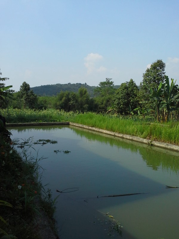 Tanah Luas 1,1 Ha di Cibungbulang Bogor Jawa Barat
