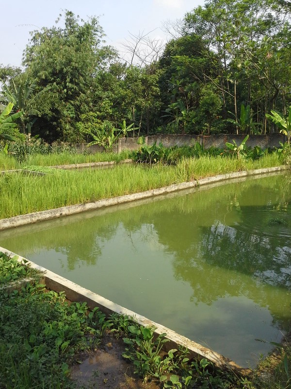 Tanah Luas 1,1 Ha di Cibungbulang Bogor Jawa Barat