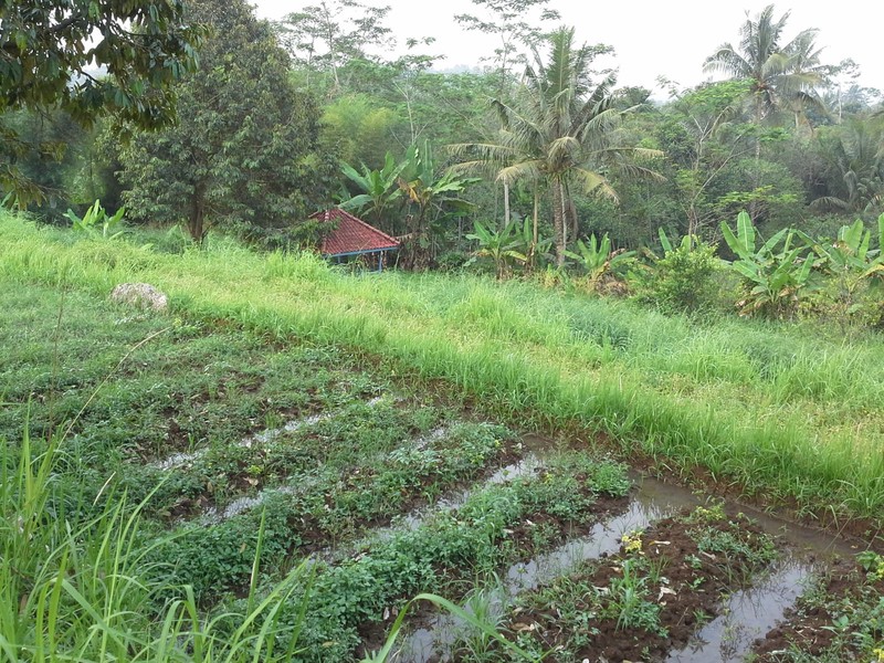 Tanah Luas 1,1 Ha di Cibungbulang Bogor Jawa Barat