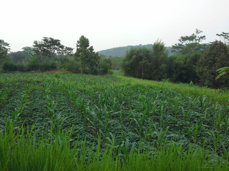Tanah Luas 1,1 Ha di Cibungbulang Bogor Jawa Barat