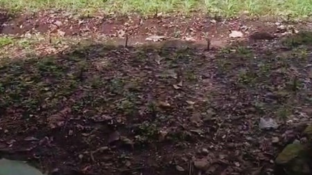 Tanah Luas 3030 Meter Persegi Lokasi di Daerah Ponjong Gunung Kidul 