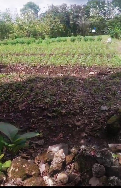 Tanah Luas 3030 Meter Persegi Lokasi di Daerah Ponjong Gunung Kidul 