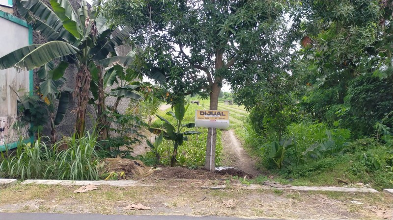 Lahan Sawah 144 Meter Persegi Strategis di Dusun Stan, Maguwoharjo, Sleman 