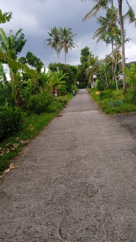 Disewakan Tanah Sawah Luas 1100 Meter Persegi Lokasi Tajem Ngemplak Sleman 
