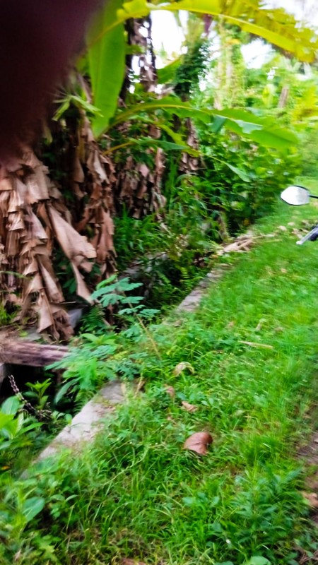 Disewakan Tanah Sawah Luas 1100 Meter Persegi Lokasi Tajem Ngemplak Sleman 