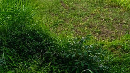 Disewakan Tanah Sawah Luas 1100 Meter Persegi Lokasi Tajem Ngemplak Sleman 