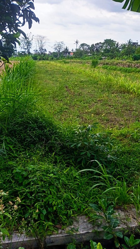 Disewakan Tanah Sawah Luas 1100 Meter Persegi Lokasi Tajem Ngemplak Sleman 