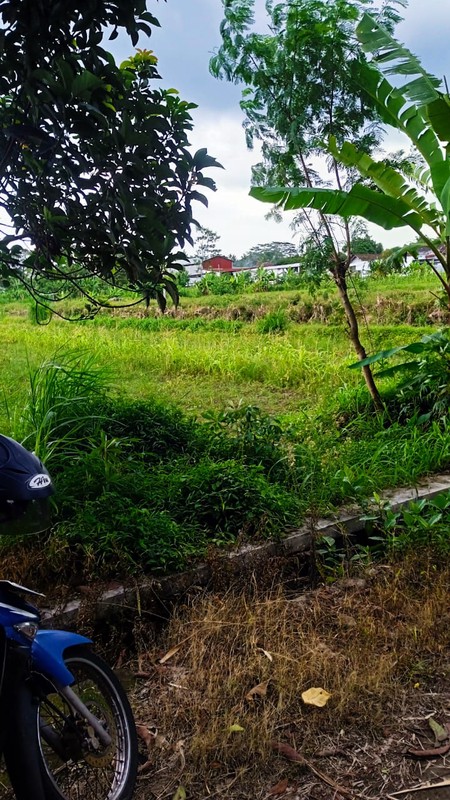 Disewakan Tanah Sawah Luas 1100 Meter Persegi Lokasi Tajem Ngemplak Sleman 