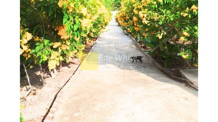 Dijual Tanah Wisata Perkebunan