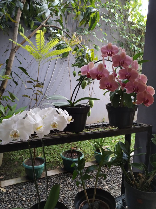 Dijual rumah cantik di dago  Komplek kampung padi